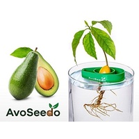 Grow Your Own Avocado Tree