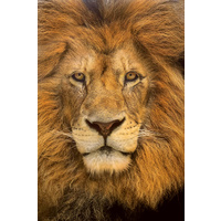 Clementoni Lion face Jigsaw Puzzle 500 Pieces