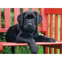 Clementoni The black dog Jigsaw Puzzle 500 Pieces